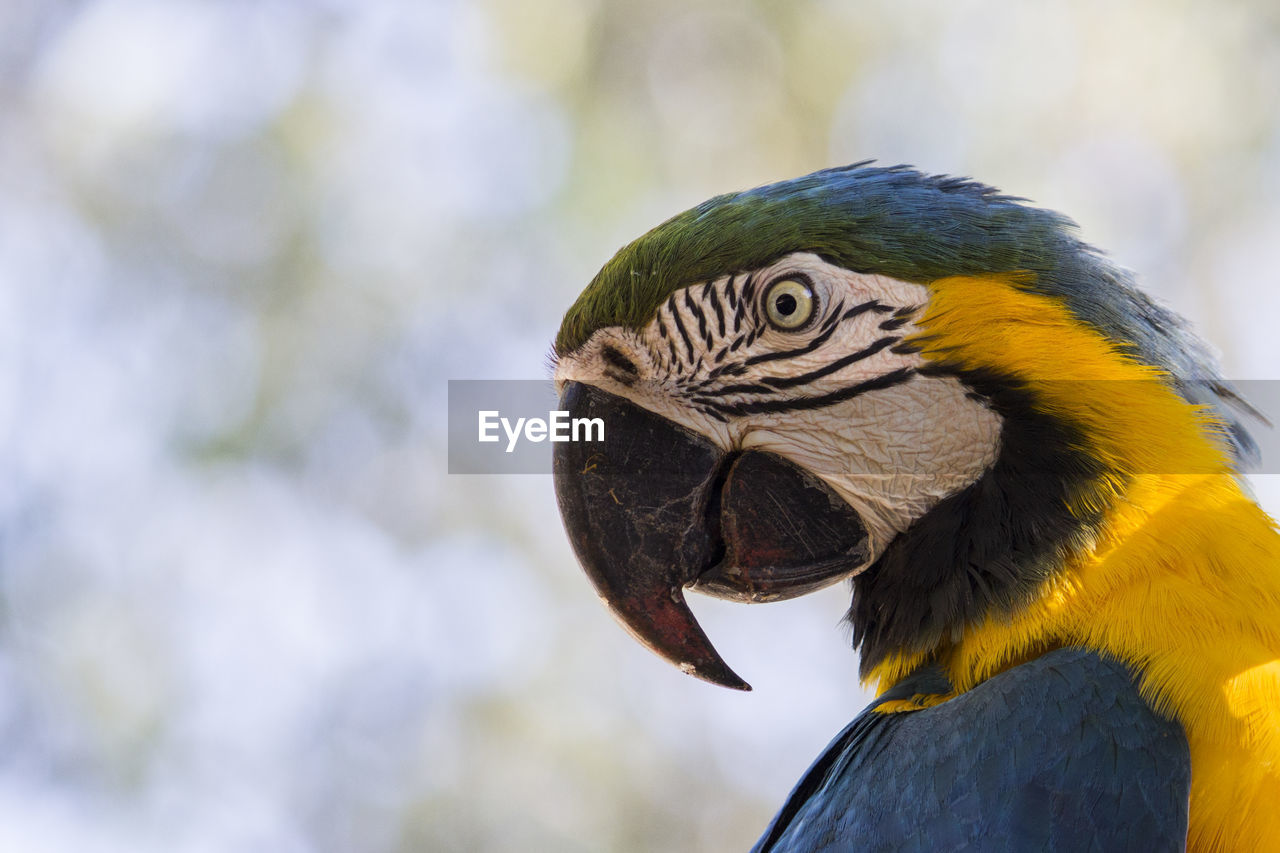 CLOSE-UP OF PARROT