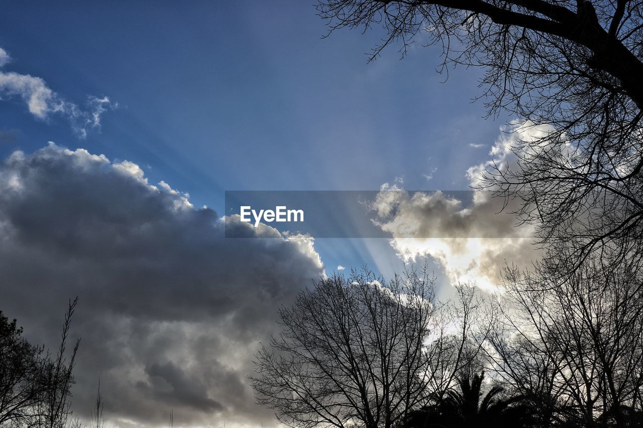 LOW ANGLE VIEW OF TREE AGAINST SKY