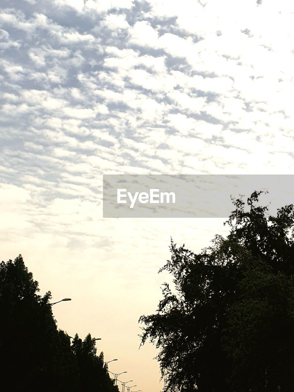 LOW ANGLE VIEW OF TREES AGAINST SKY