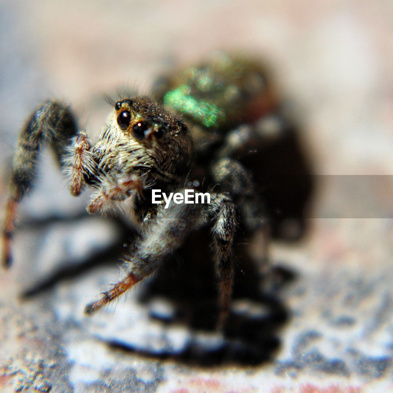 Close-up of spider