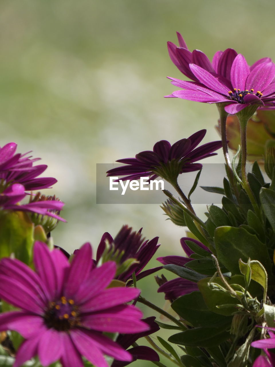flower, flowering plant, plant, freshness, beauty in nature, nature, pink, purple, close-up, flower head, growth, petal, fragility, macro photography, blossom, inflorescence, plant part, no people, magenta, wildflower, leaf, focus on foreground, outdoors, botany, springtime, multi colored, summer, green, flowerbed, day, vibrant color, environment