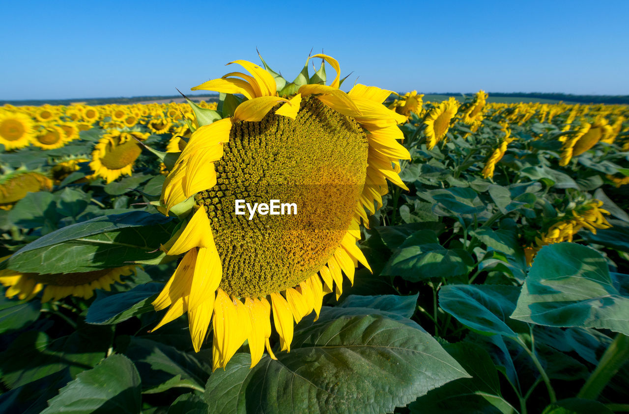 Sunflower field against clear sky