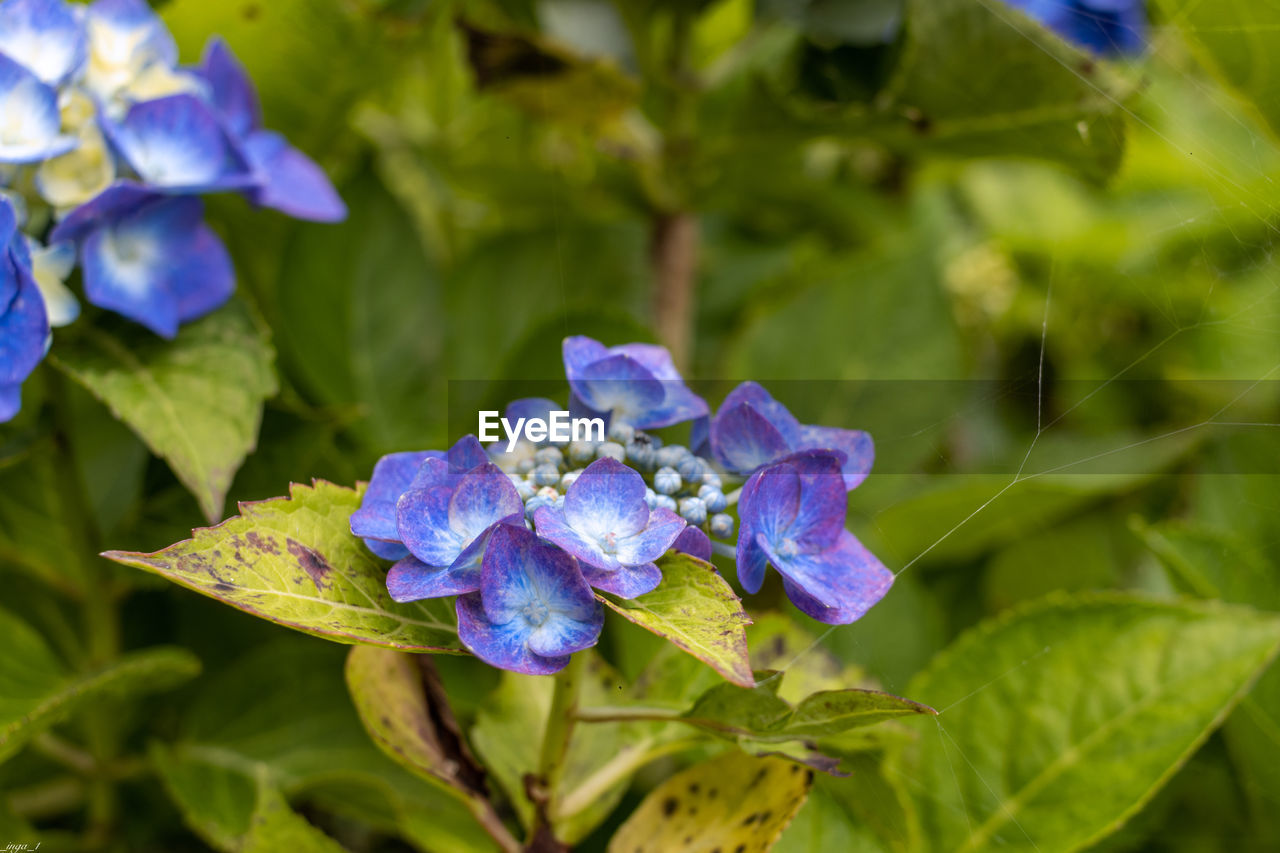flower, plant, flowering plant, plant part, leaf, beauty in nature, purple, nature, blue, freshness, close-up, wildflower, growth, macro photography, petal, flower head, no people, green, fragility, outdoors, inflorescence, summer, multi colored, botany, hydrangea, springtime