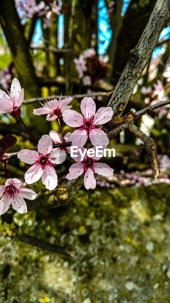 CLOSE-UP OF FLOWER TREE AGAINST WATER