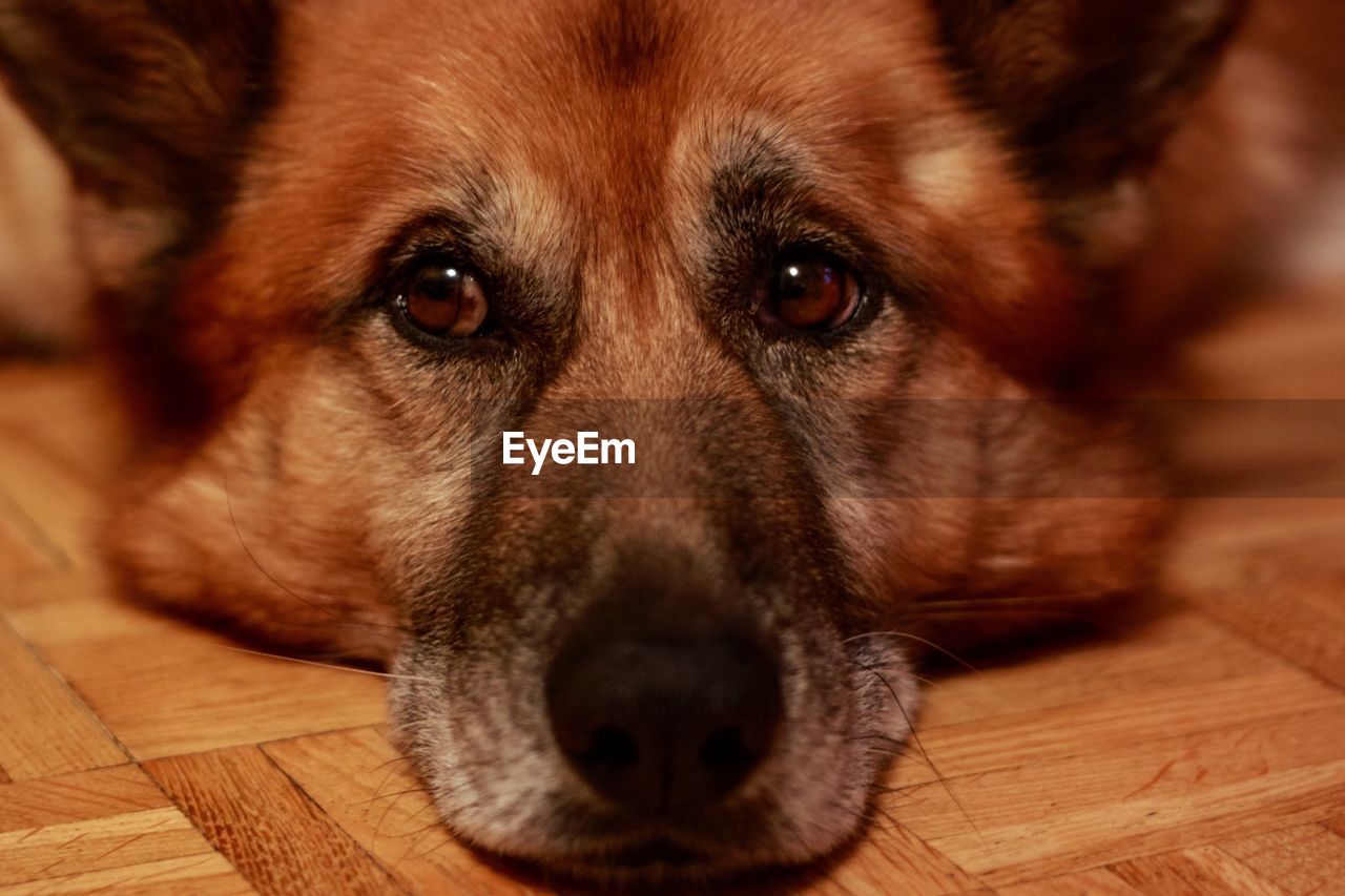 Close-up portrait of dog lying on hardwood floor