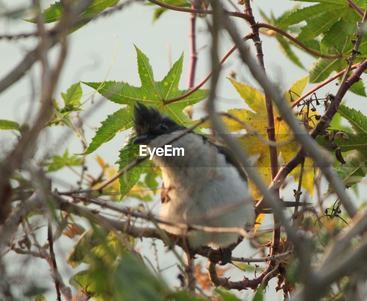 BIRD PERCHING ON TREE BRANCH