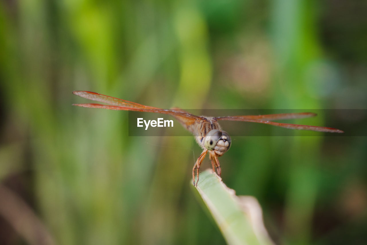 Close-up of dragonfly on plant