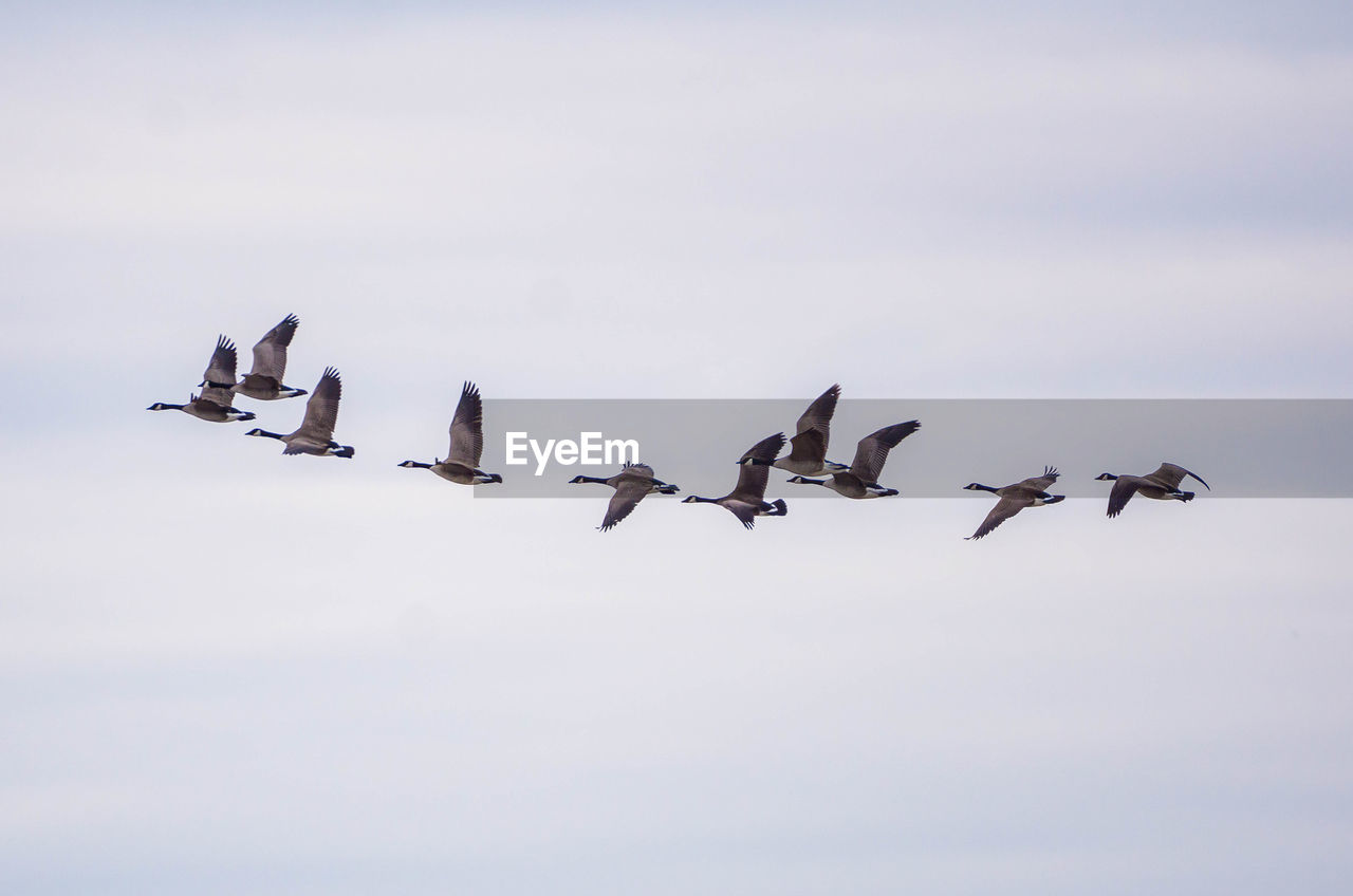 Low angle view of canada geese flying against sky