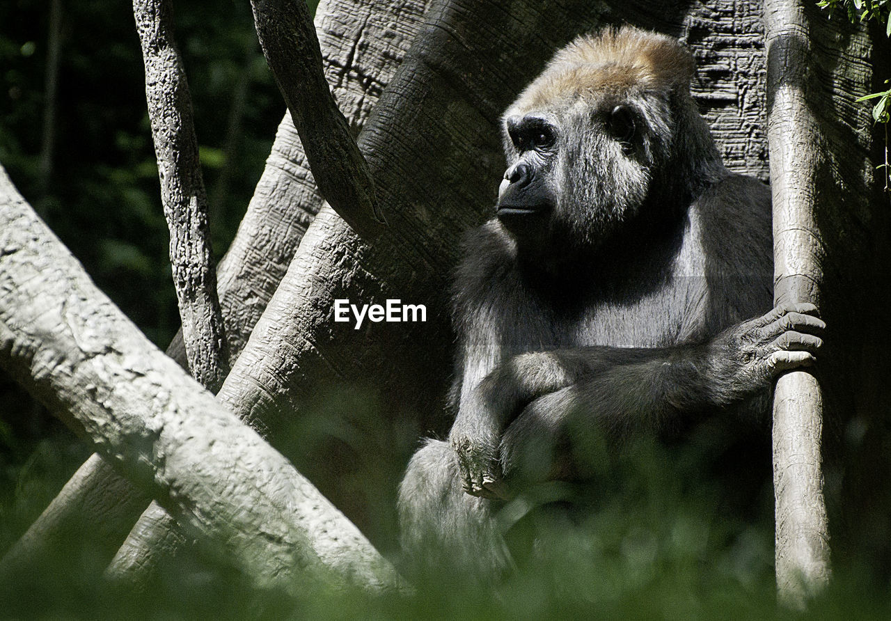 CLOSE-UP OF MONKEY ON TREE TRUNK AT ZOO