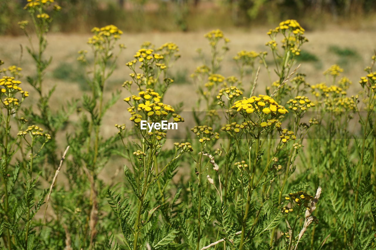 Close-up of yellow flowering plants on field