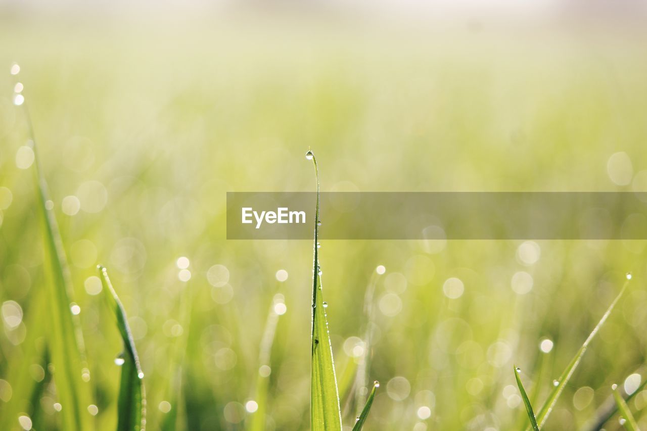 CLOSE-UP OF WET PLANT AGAINST FIELD