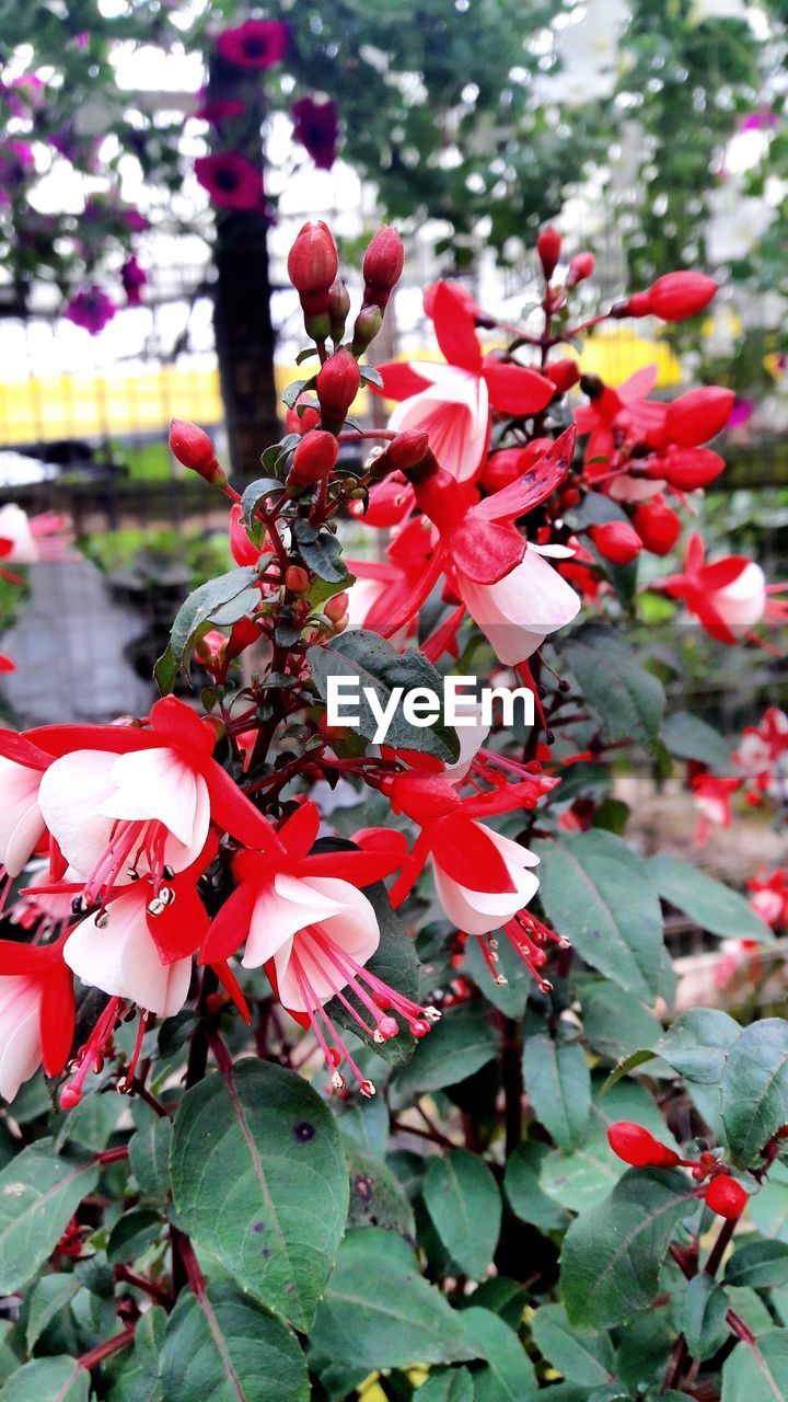 CLOSE-UP OF RED PLANT AGAINST TREES