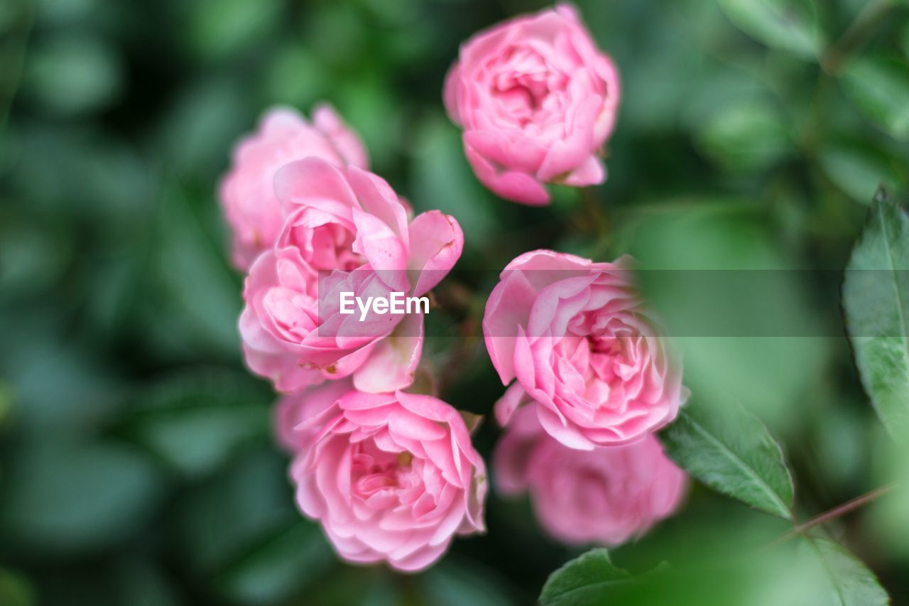 Close-up of pink rose