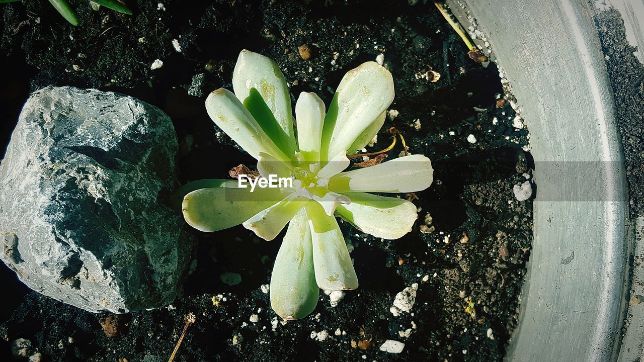 HIGH ANGLE VIEW OF POTTED PLANT ON WET GLASS