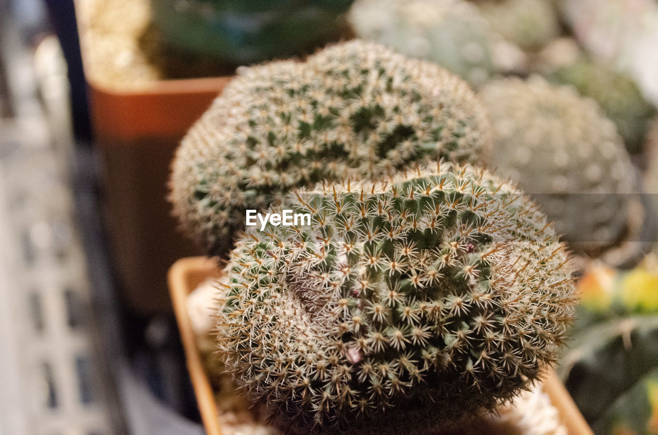 CLOSE-UP OF CACTUS