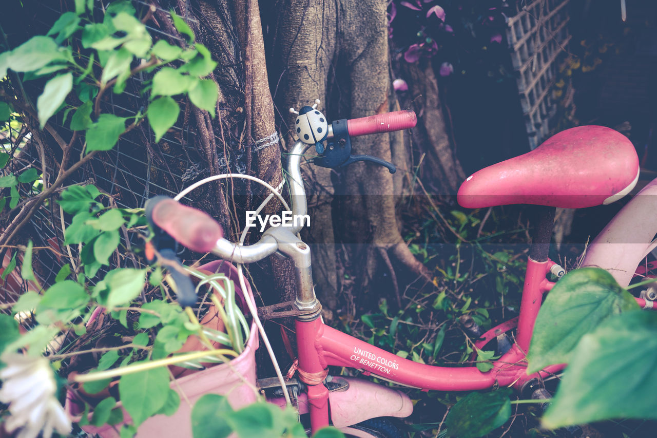 PINK FLOWERS AND PLANT