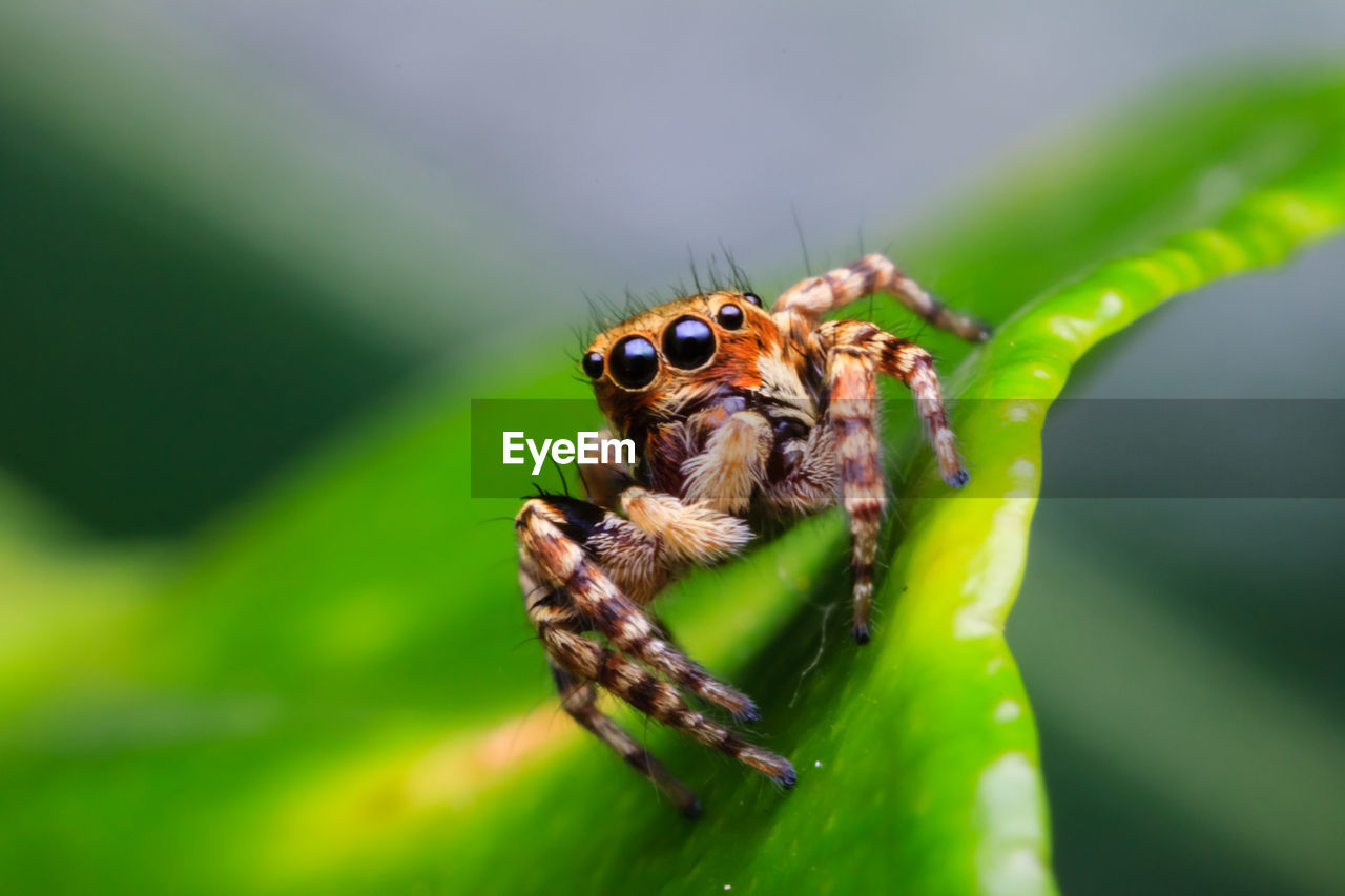 CLOSE-UP OF SPIDER ON WEB