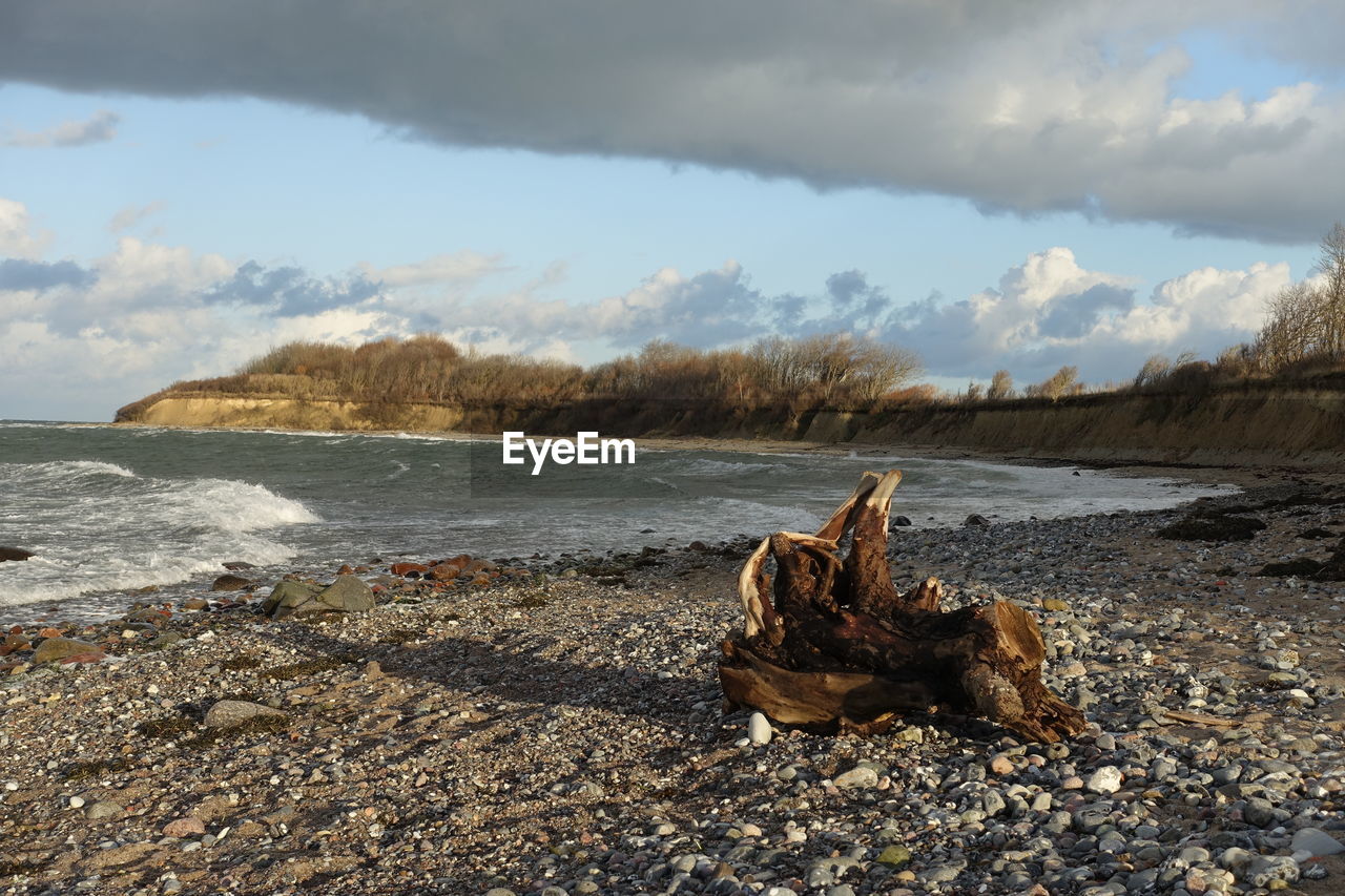 VIEW OF CRAB ON SHORE