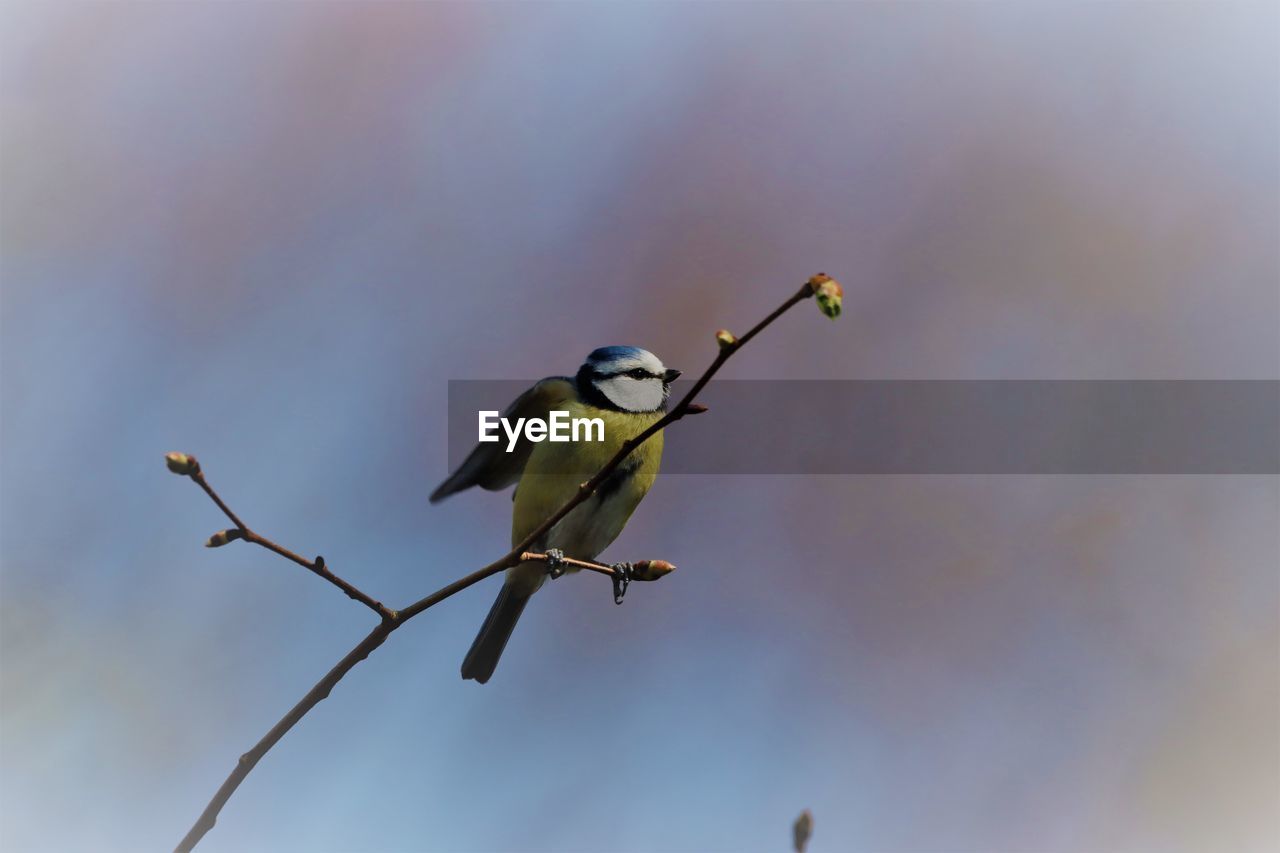 Low angle view of bird perching on twig