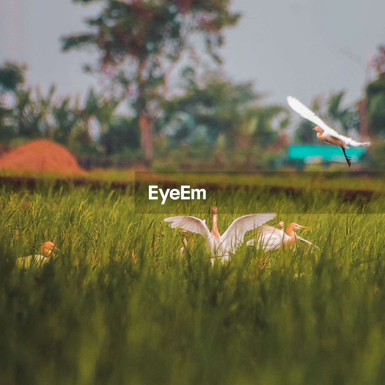 Bird flying over a field