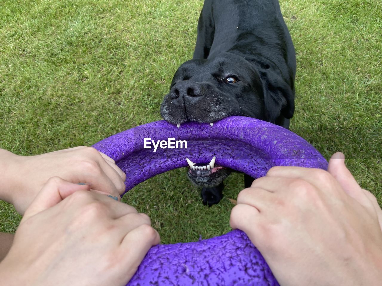 CROPPED IMAGE OF HAND WITH DOG ON PURPLE GRASS