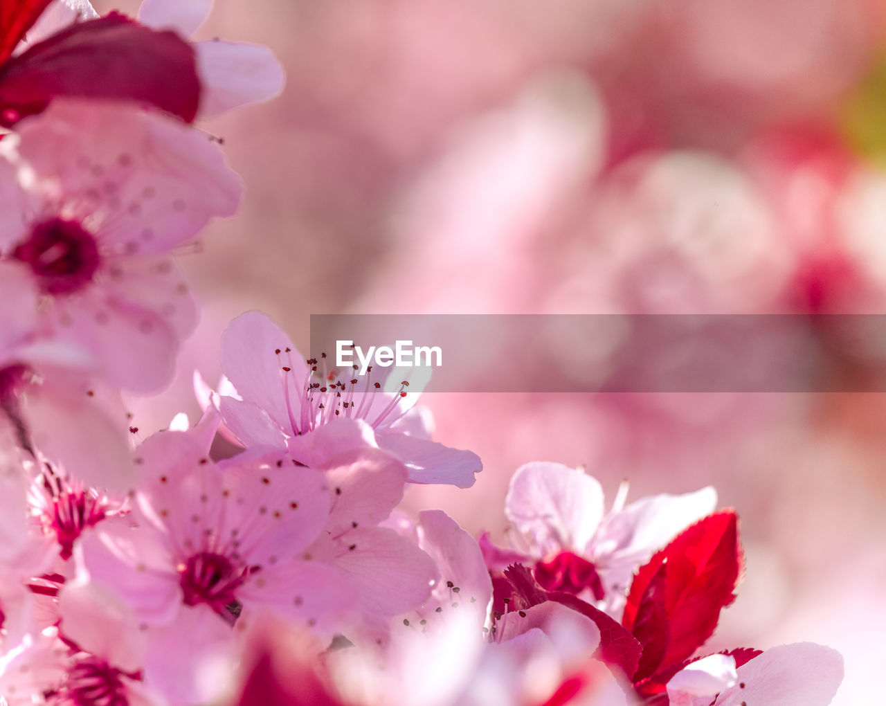 CLOSE-UP OF PINK CHERRY BLOSSOMS OUTDOORS
