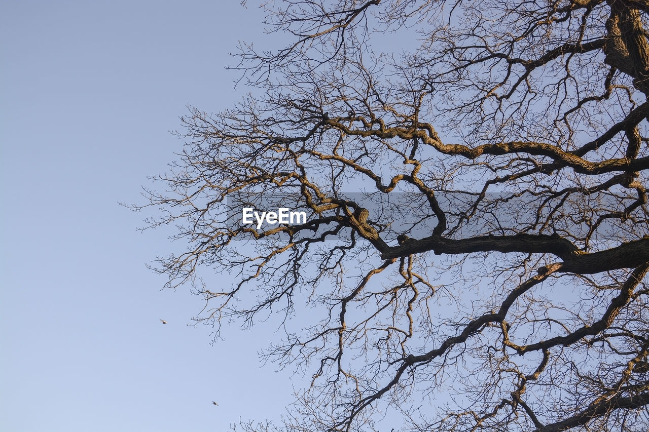 LOW ANGLE VIEW OF TREE AGAINST CLEAR SKY