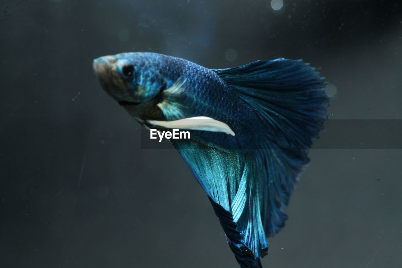 Close-up of blue siamese fighting fish swimming in aquarium