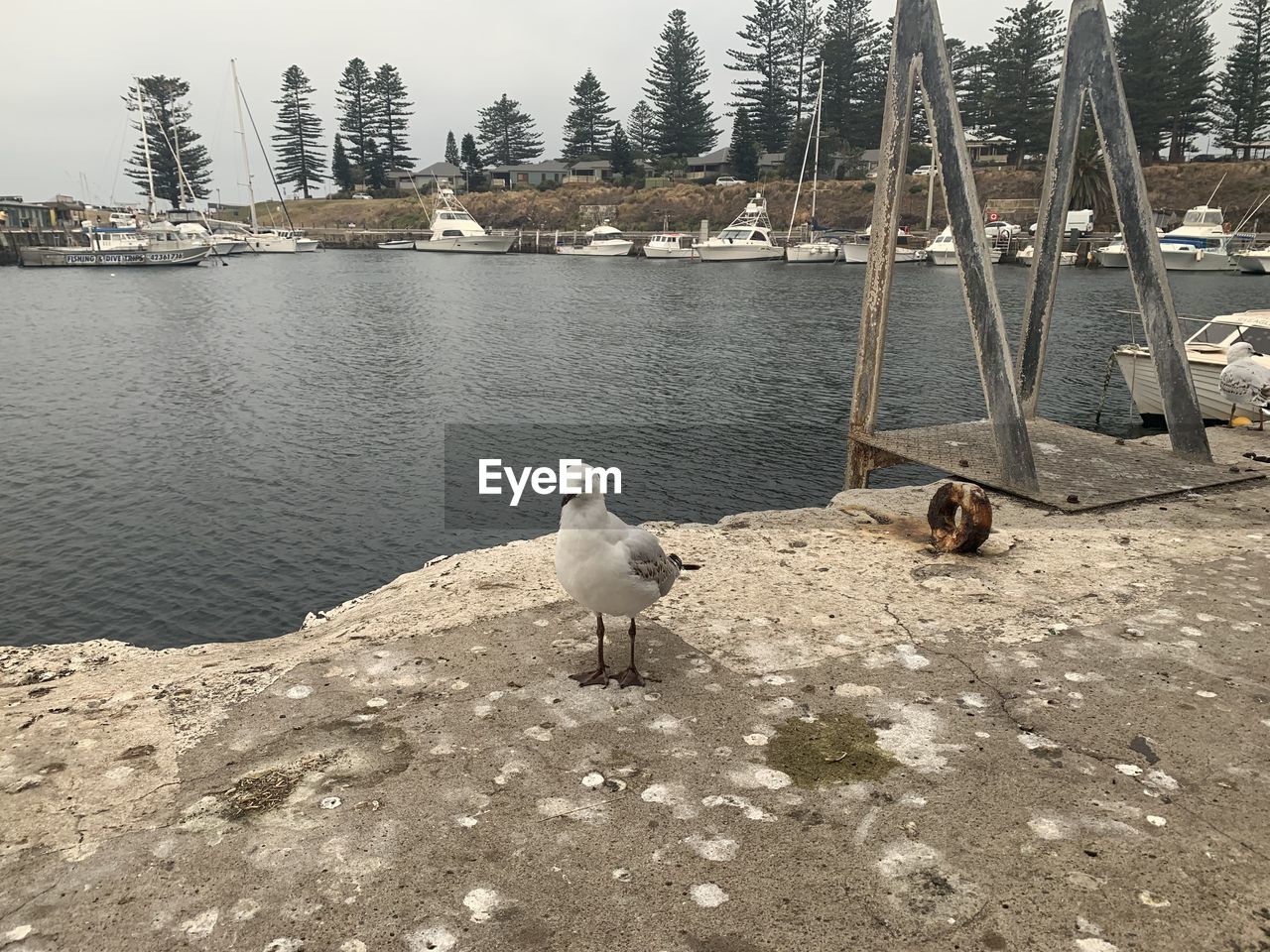 VIEW OF SEAGULLS ON LAKE