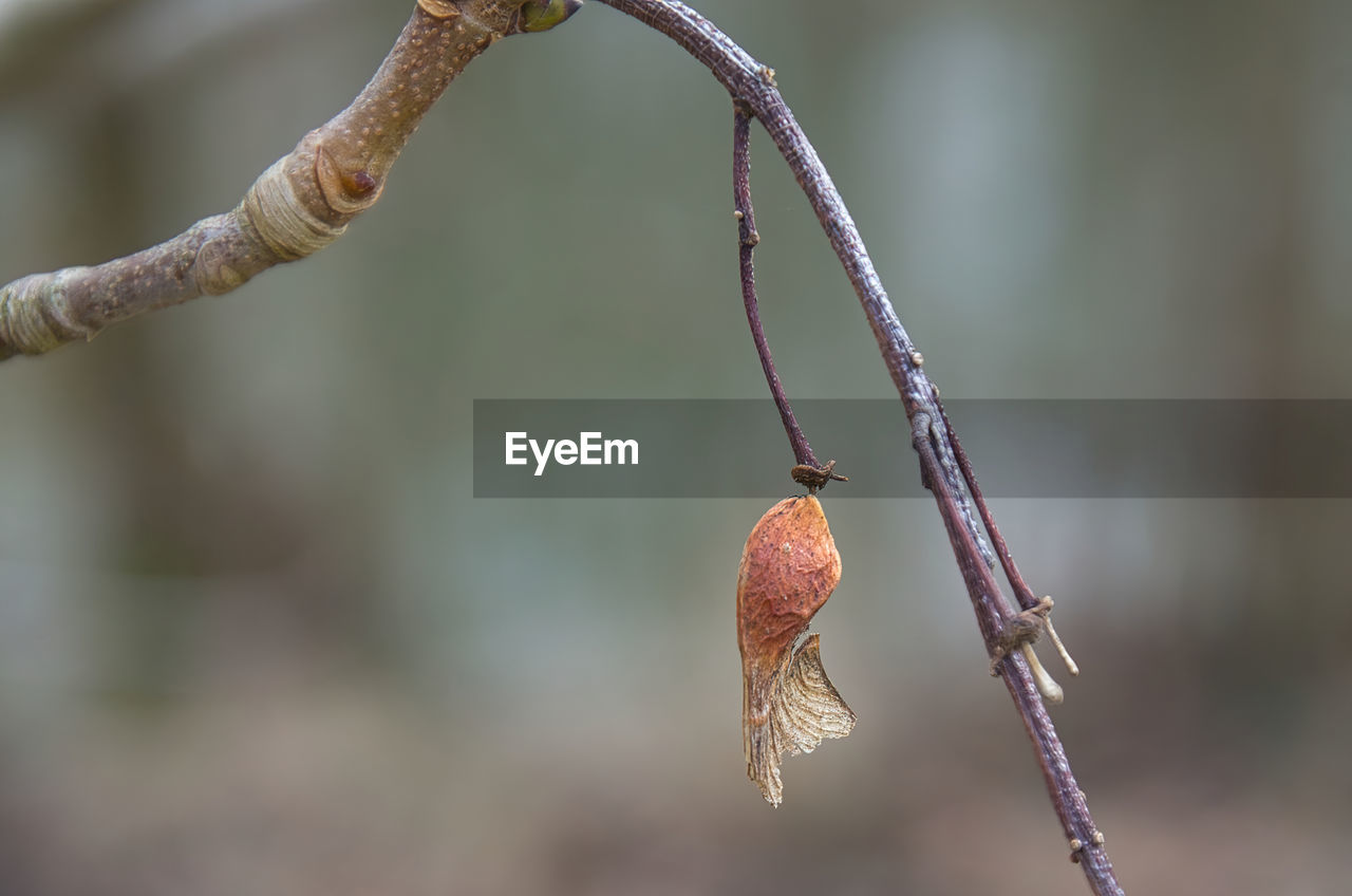 CLOSE-UP OF DRY LEAF HANGING ON BRANCH