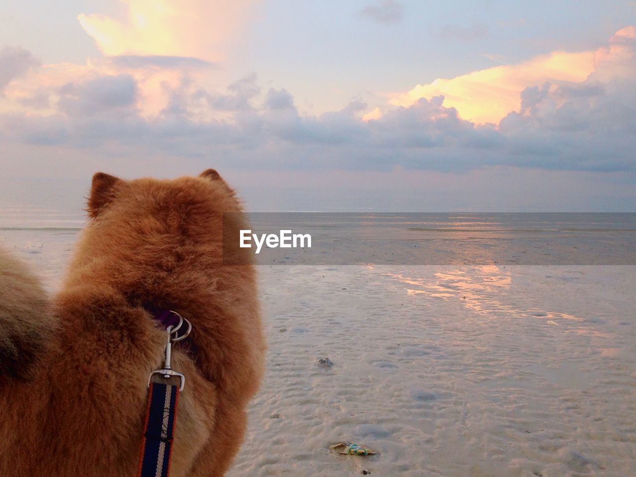 View of dog looking at sea shore against sunset sky