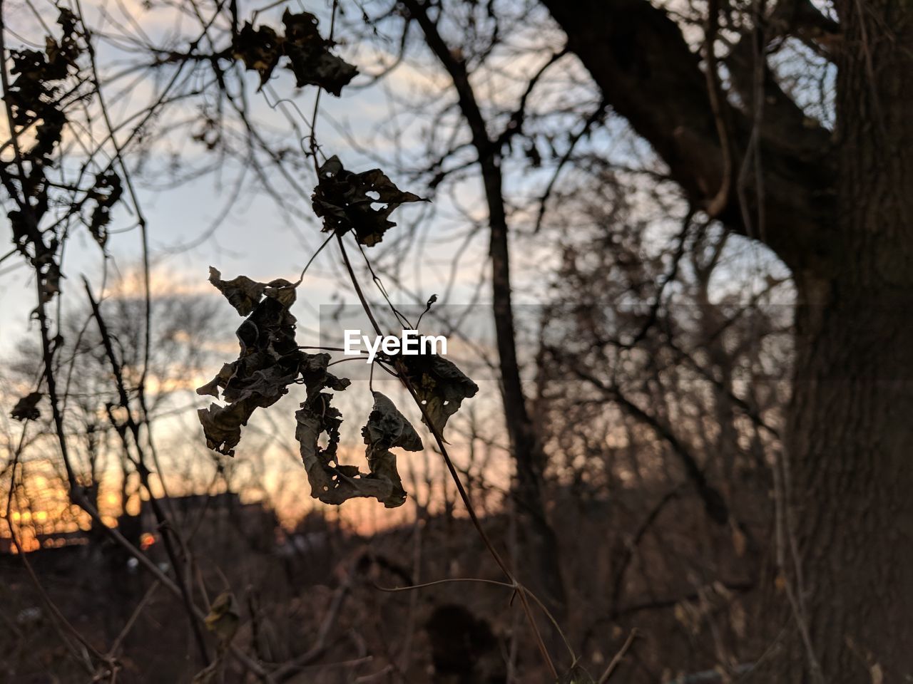 BARE TREES AGAINST SKY