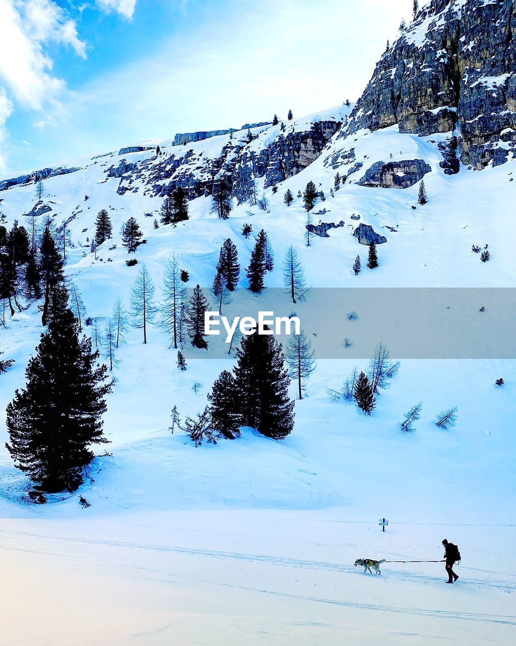 SNOW COVERED TREES AGAINST SKY