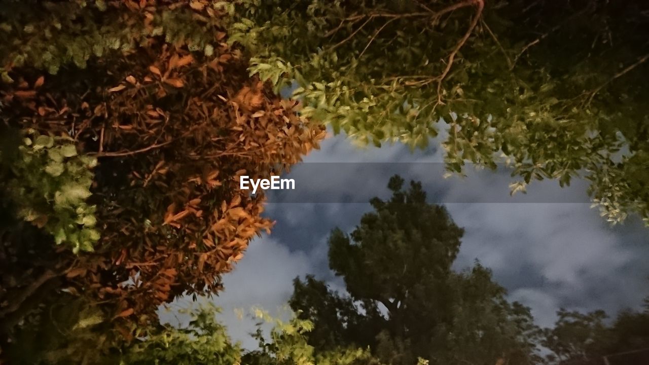 LOW ANGLE VIEW OF TREES DURING SUNSET