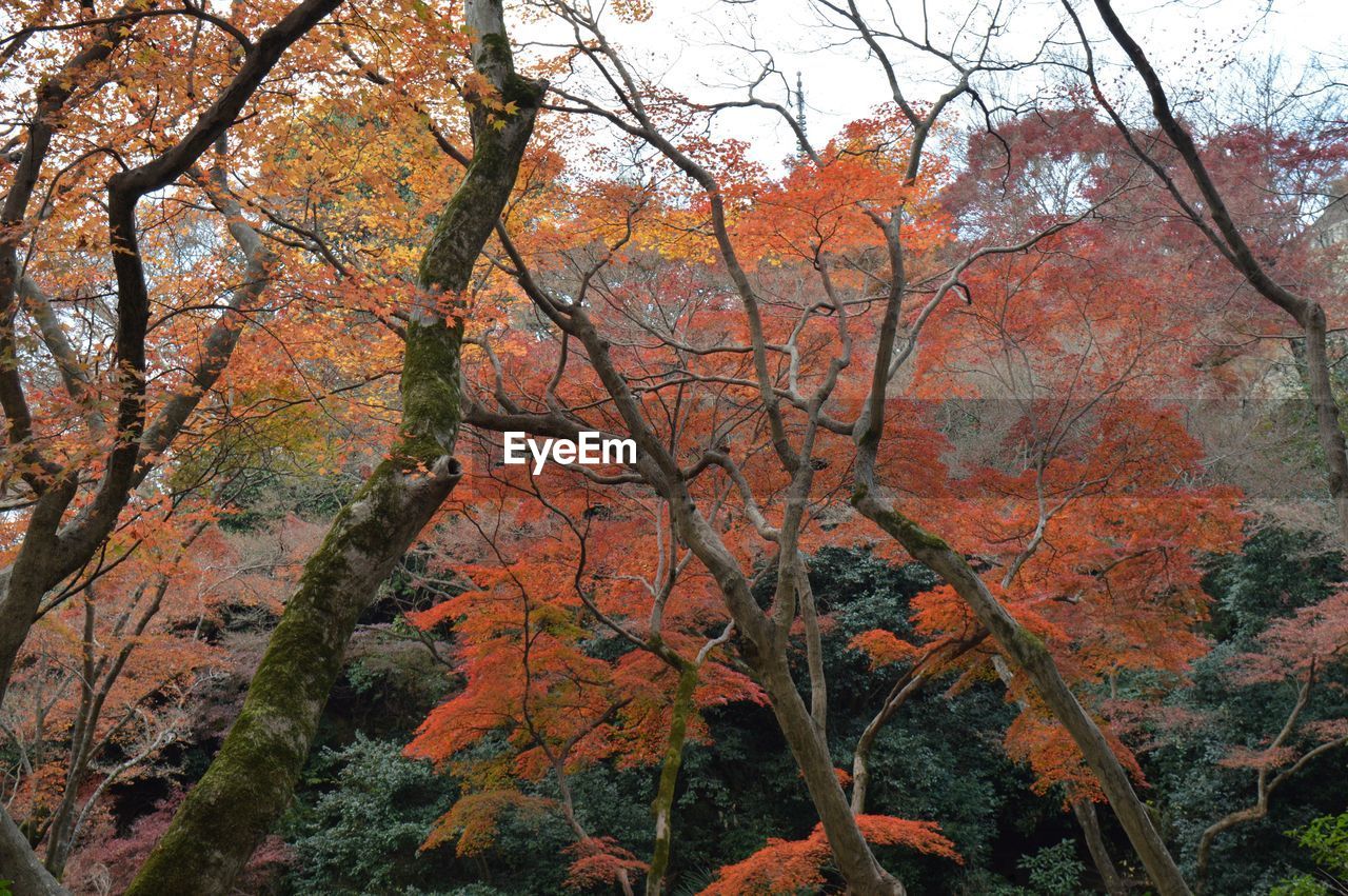 LOW ANGLE VIEW OF TREES DURING AUTUMN