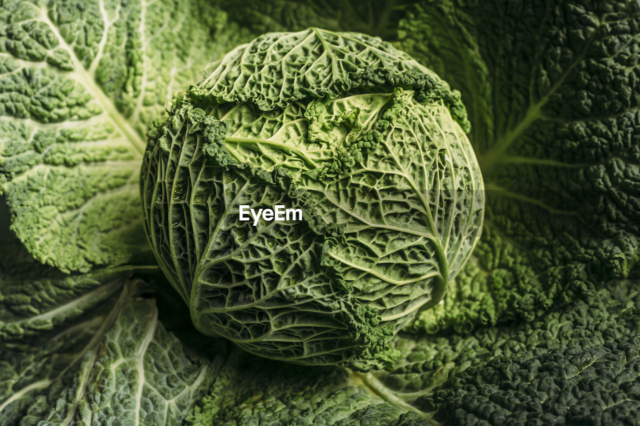 Still life of savoy cabbage closeup