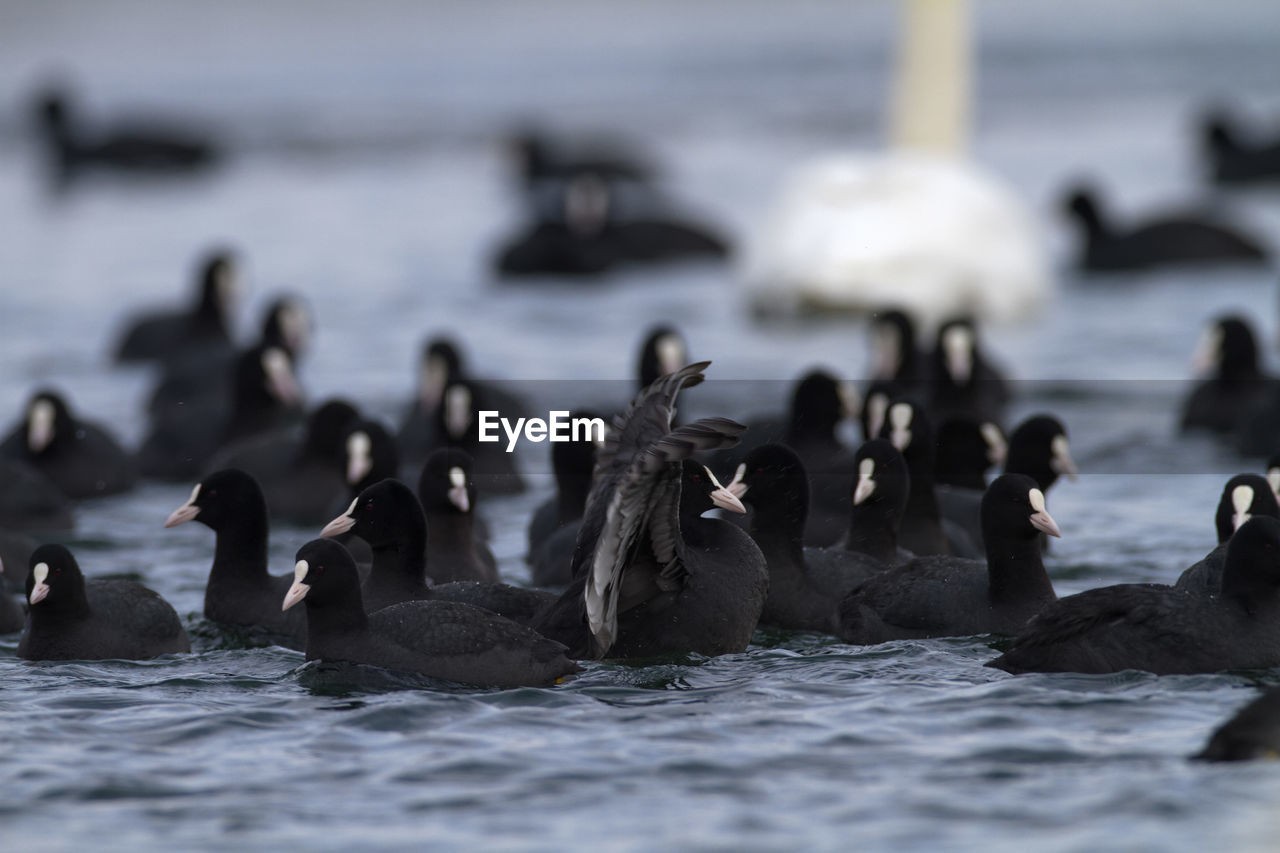 The eurasian coot on a lake in winter, soderica, croatia