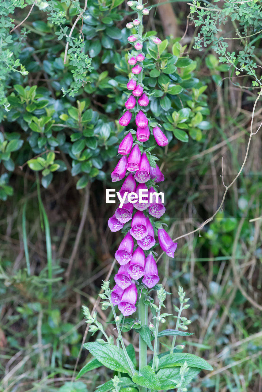 Close-up of purple flowering plant digitalis purpurea