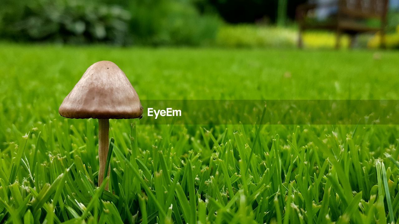 Mushroom growing on grassy field