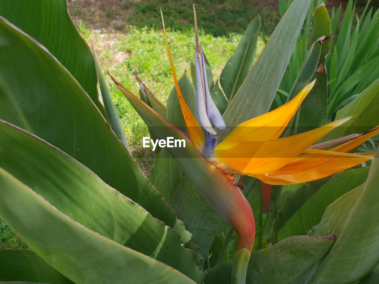 CLOSE-UP OF FLOWERING PLANT AGAINST LEAF