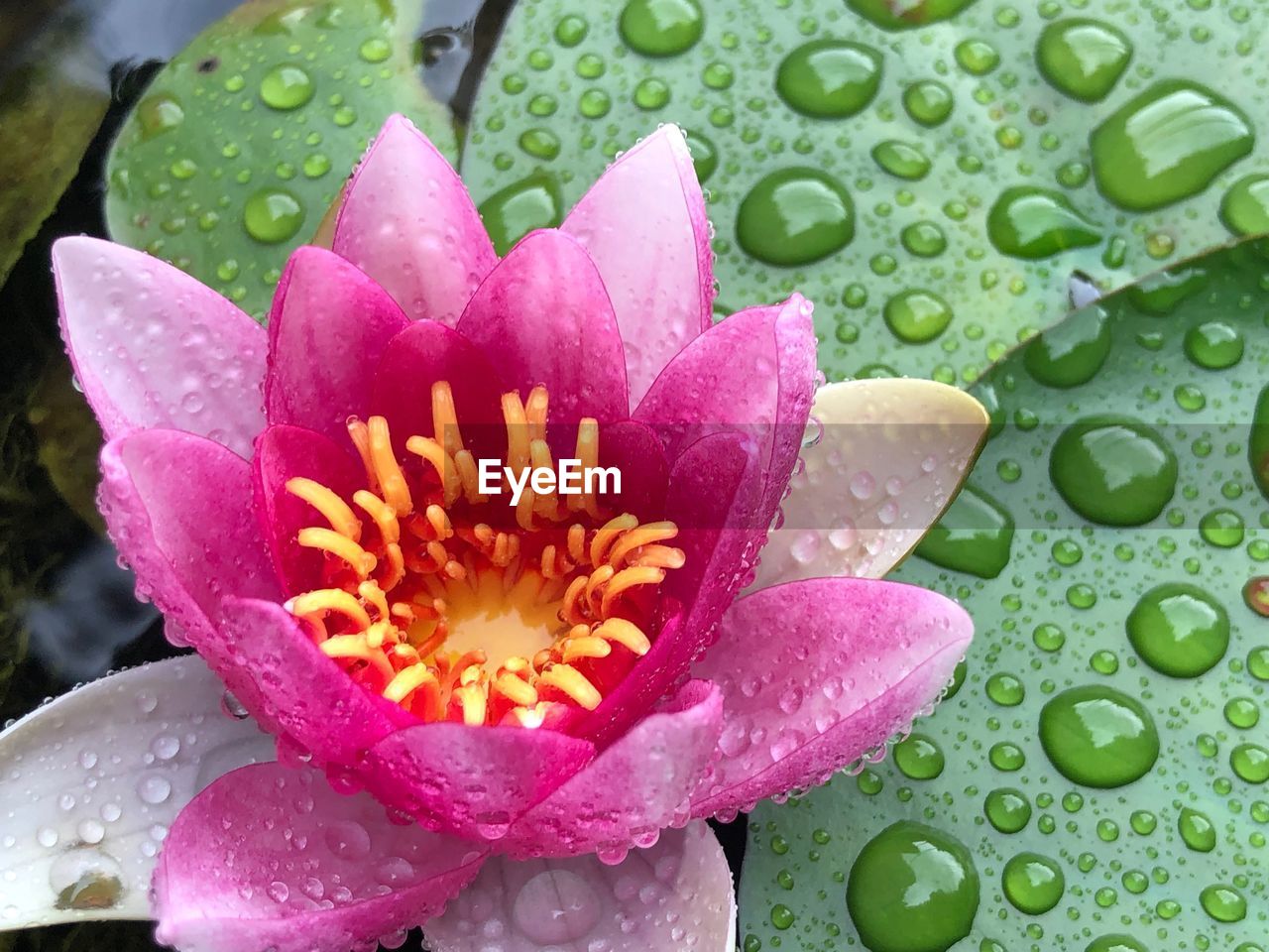 Close-up of raindrops on pink water lily