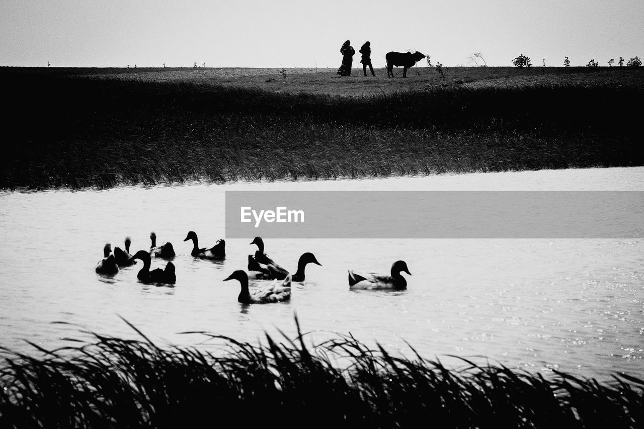 SWANS SWIMMING ON LAKE