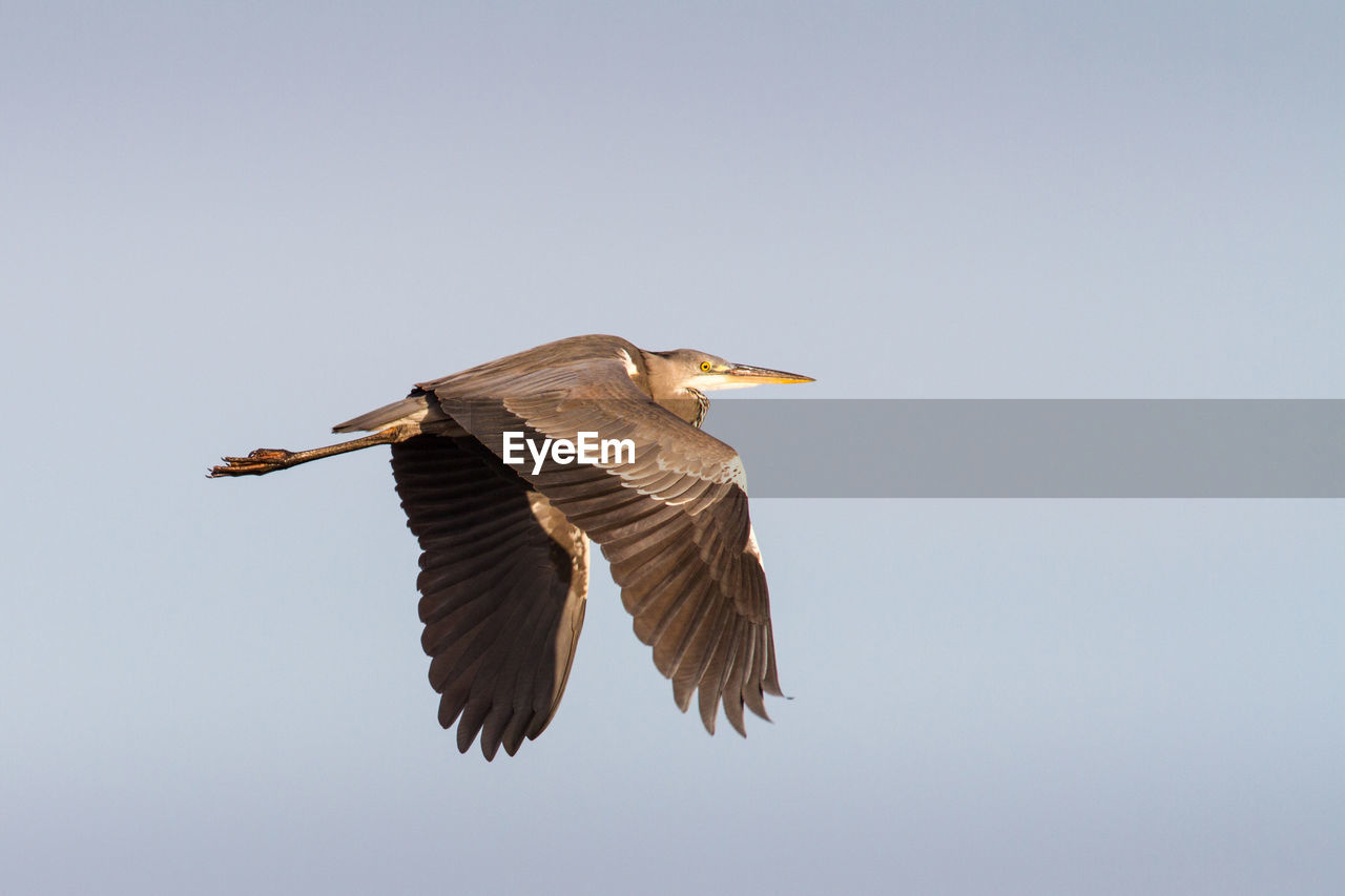 LOW ANGLE VIEW OF BIRD FLYING IN THE SKY