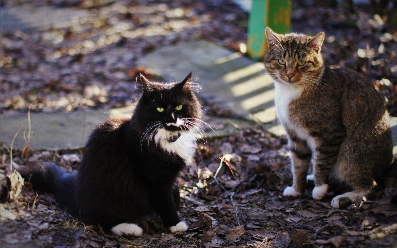 PORTRAIT OF CAT SITTING ON DIRT