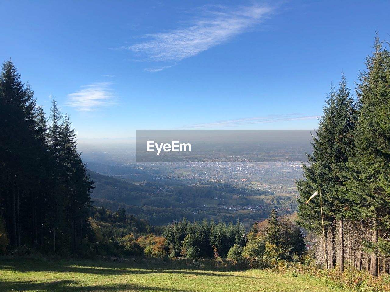 Scenic view of pine trees against sky