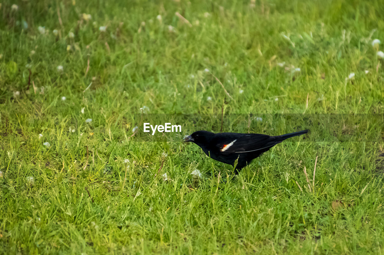 BIRD ON GRASS