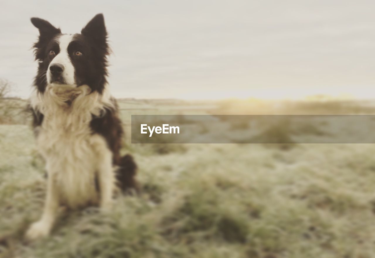 DOG ON FIELD BY GRASS AGAINST SKY