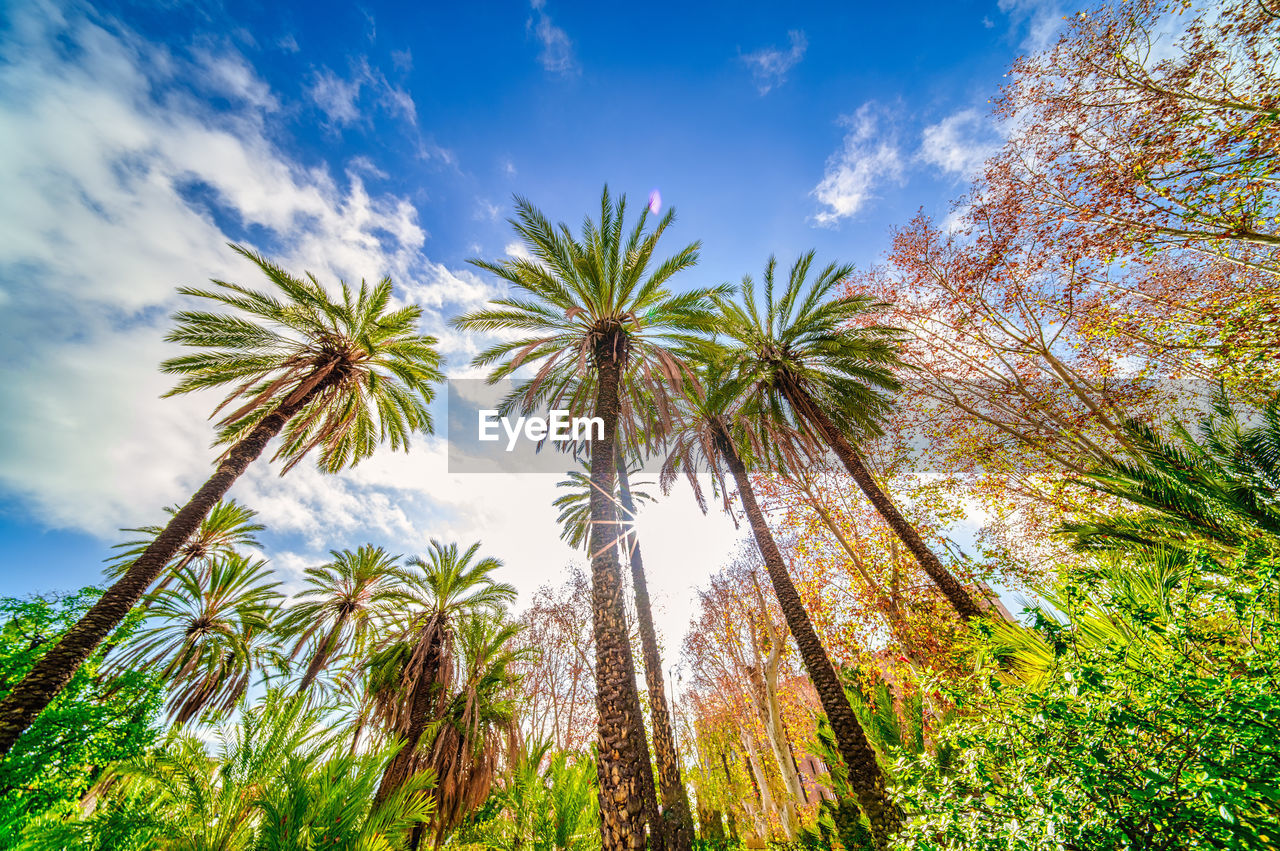 low angle view of palm tree