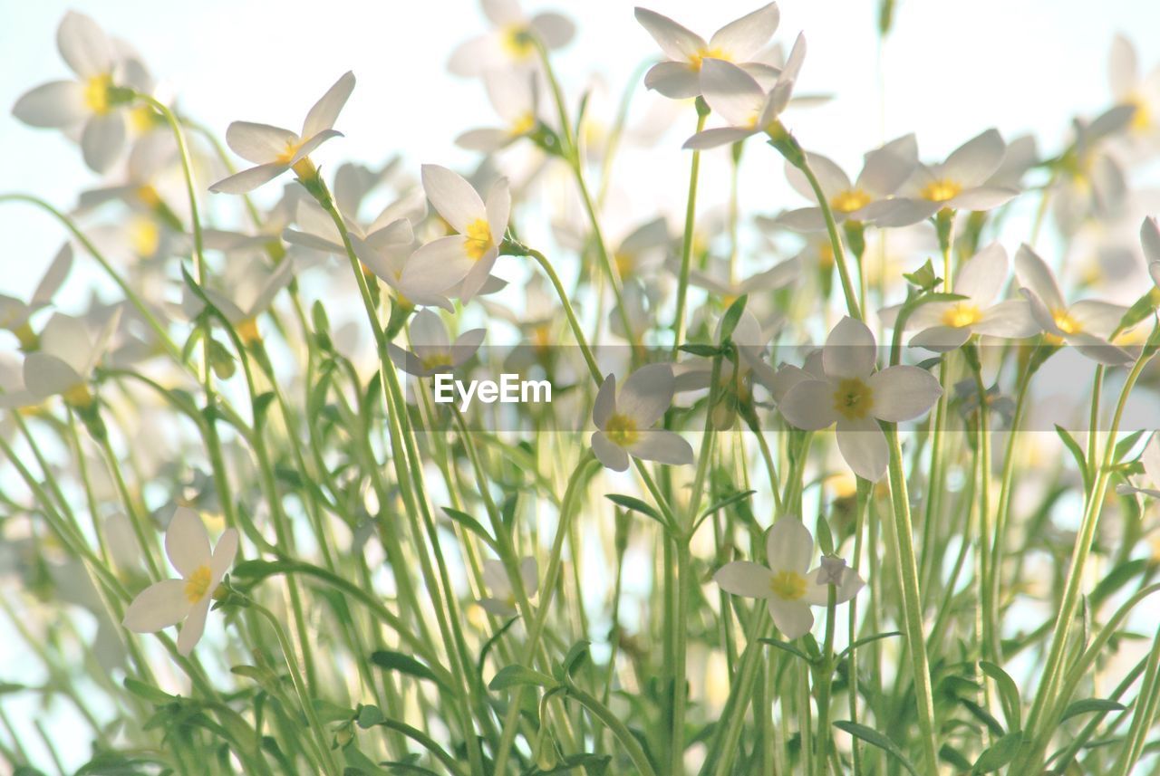 Close-up of tiny white flowers blooming outdoors