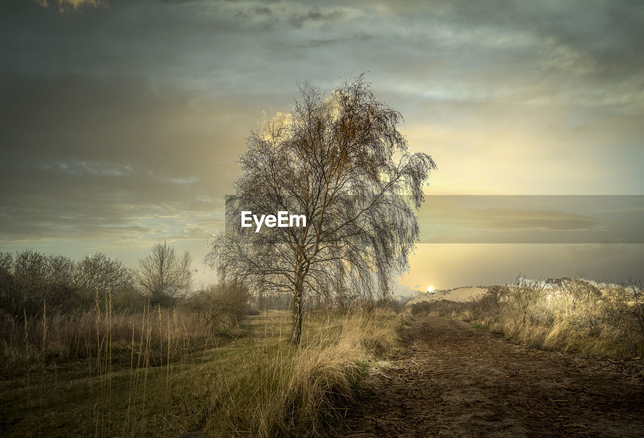 Bare tree on field against sky during sunset